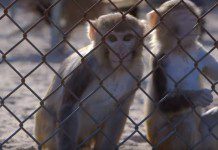 Pros and Cons of Animal Testing On Cosmetics Pros and Cons of Animal Testing On Cosmetics