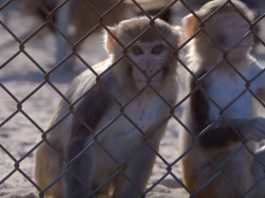 Pros and Cons of Animal Testing On Cosmetics