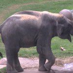 Pros and Cons of Zoos Pros and Cons of Zoos