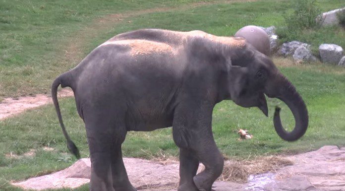 Pros and Cons of Zoos Pros and Cons of Zoos