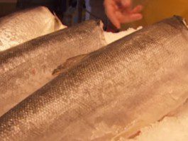 Pros and Cons of Genetically Modified Salmon