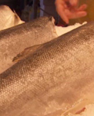 Pros and Cons of Genetically Modified Salmon Pros and Cons of Genetically Modified Salmon