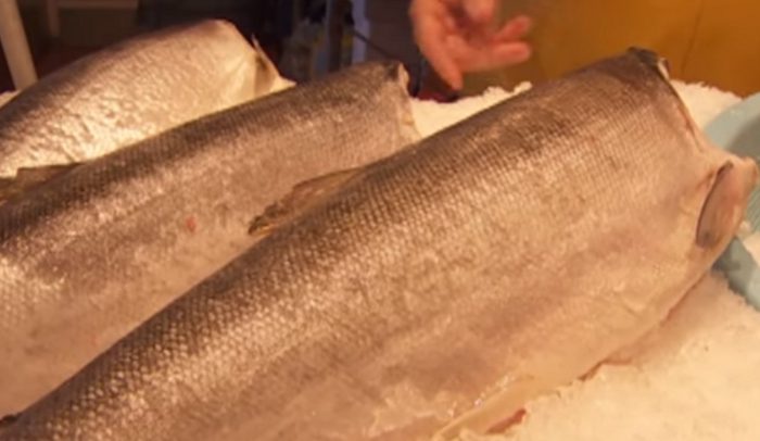 Pros and Cons of Genetically Modified Salmon