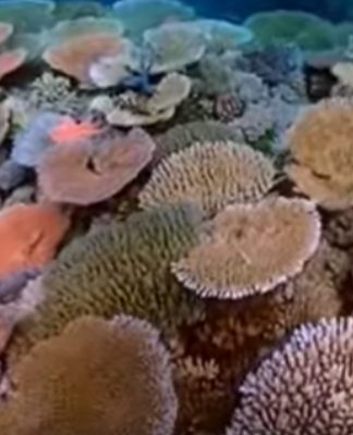 10-solutions-to-coral-reef-destruction