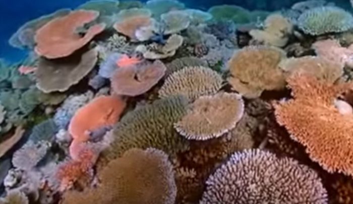 10-solutions-to-coral-reef-destruction