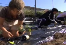 Urban Farming’s Vision of a Decentralized Global Food Chain