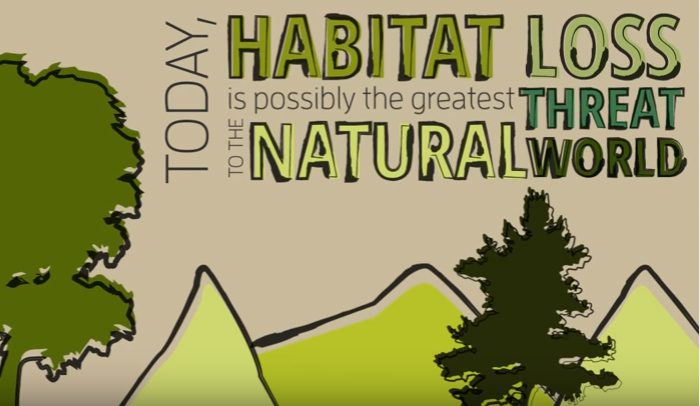 6 Solutions to Habitat Destruction | Vision Launch Media