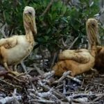 bp-oil-spill-environmental-impact