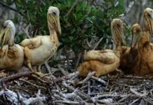 BP Oil Spill Environmental Impact bp-oil-spill-environmental-impact