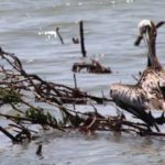 5 Solutions to Oil Spills 5 Solutions to Oil Spills