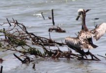 5 Solutions to Oil Spills