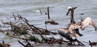 5 Solutions to Oil Spills