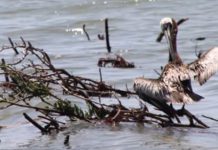 Environmental Impact of Deepwater Horizon Oil Spill Environmental Impact of Deepwater Horizon Oil Spill
