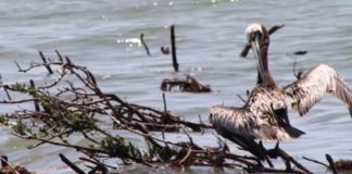 Environmental Impact of Deepwater Horizon Oil Spill