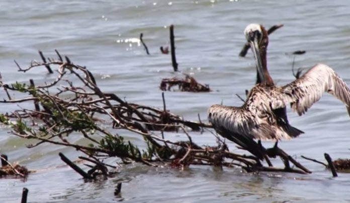 Environmental Impact of Deepwater Horizon Oil Spill