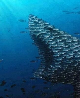 The Globalists Ruling Class Have Declared War on Americans – Game On!